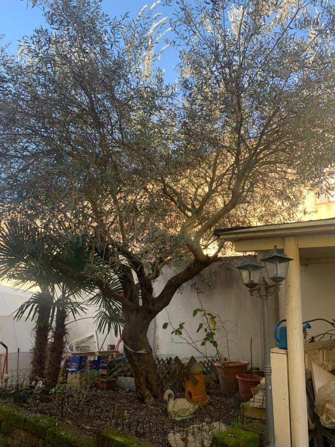 كوماكيو B&B Dal Fiocinino المظهر الخارجي الصورة